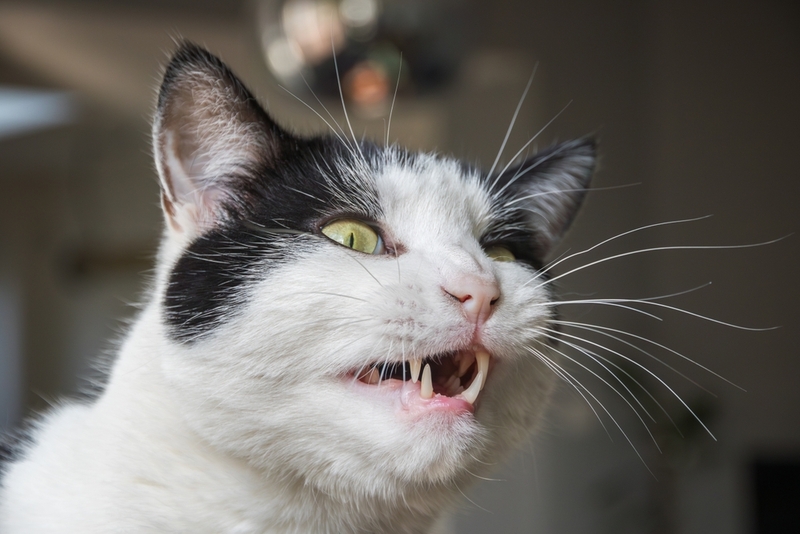 Что делать, если у кота выпадают зубы?