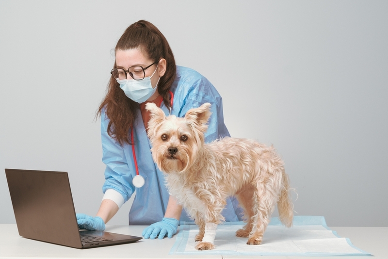 Собаке с инфарктом необходимы анализы