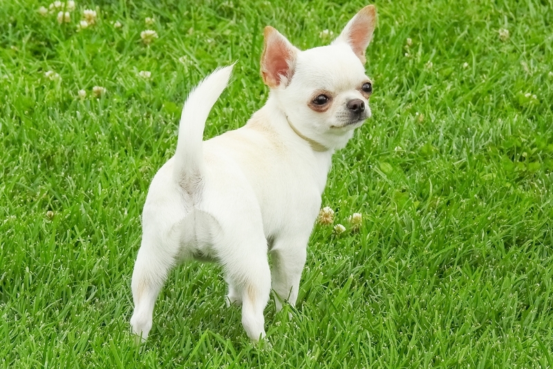 Чихуахуа – отличная порода собак для начинающих