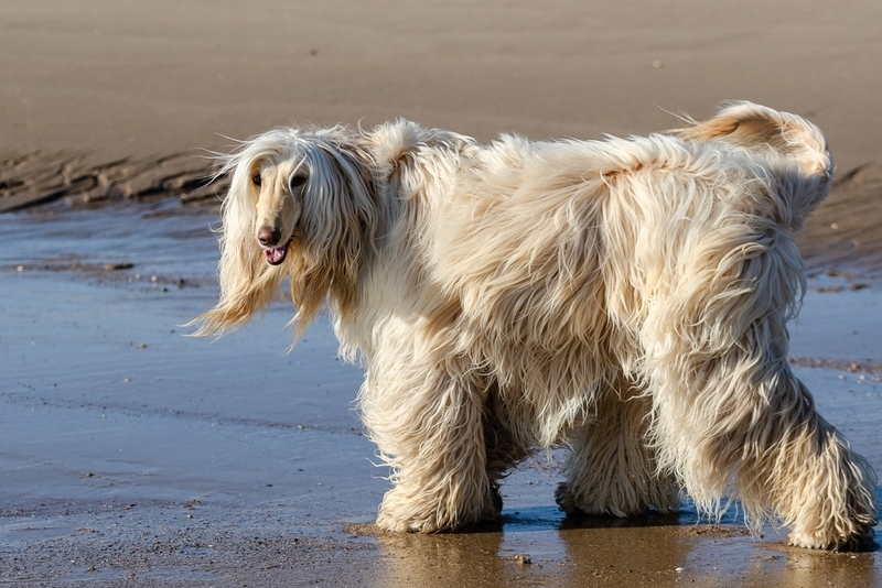Афганская борзая — красивая собака с крепким здоровьем