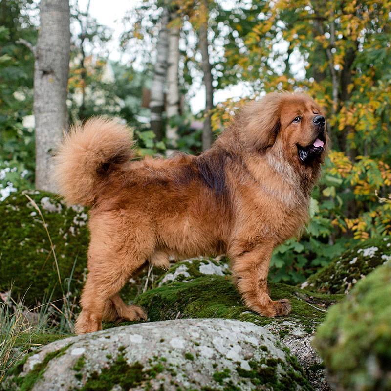 собака породы тибетский мастиф