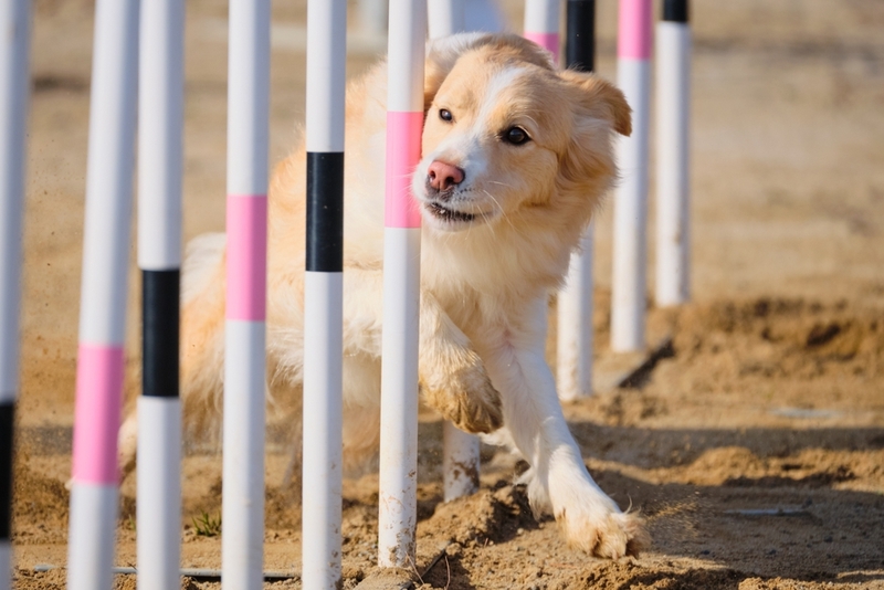 В обидиенс могут участвовать любые породы собак