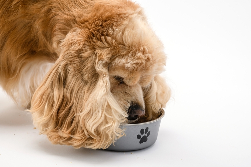 Мочевина у собаки может повыситься из-за чрезмерного содержания белка в еде