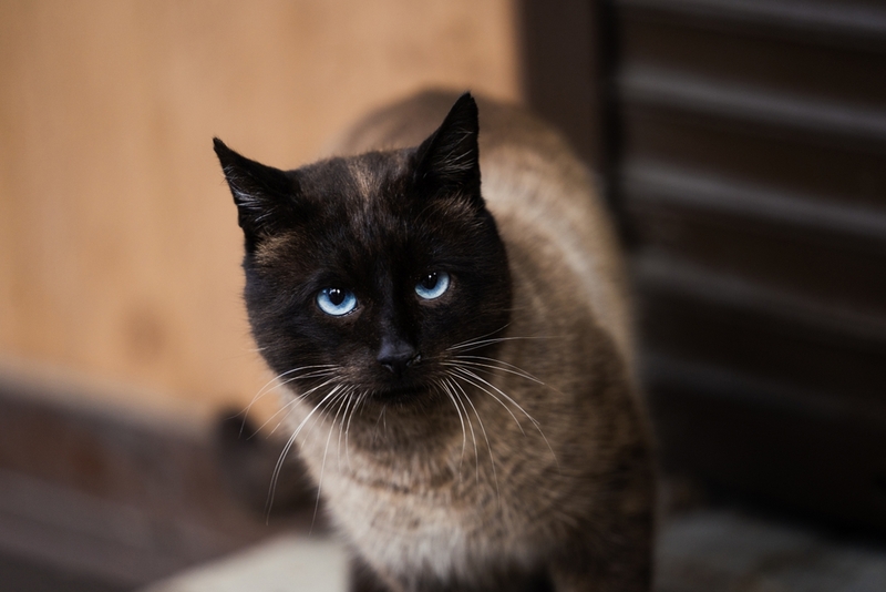Есть мнение, что гиперпаратиреоз чаще встречается у сиамских кошек