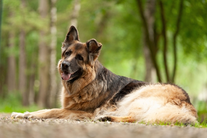 Немецкая овчарка — надёжная и красивая собака-охранник