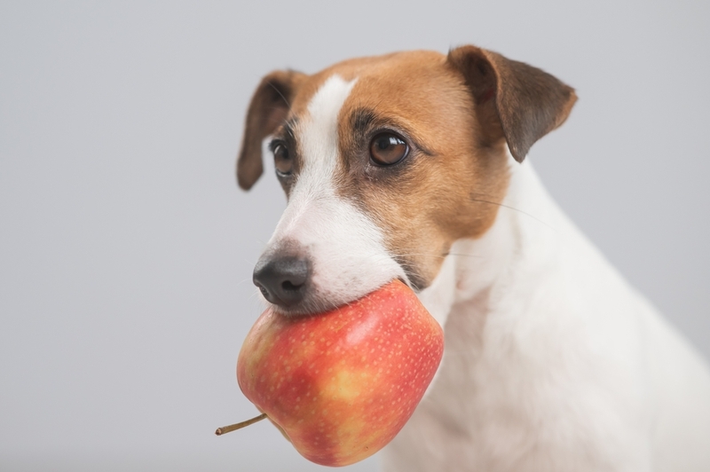 Полезны ли яблоки для собак?