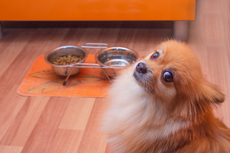 Рыжий шпиц на кухне