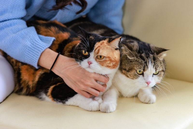 После того, как кошки подружились – важно поддерживать мир. 