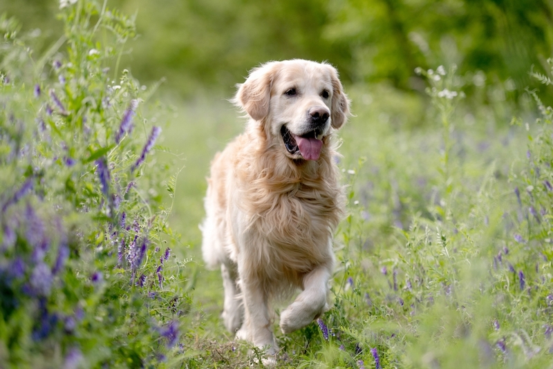 Болезнь золотистого ретривера может быть связана с кожными покровами
