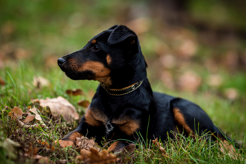 Ожидаемая продолжительность жизни ягдтерьера – 9-13 лет