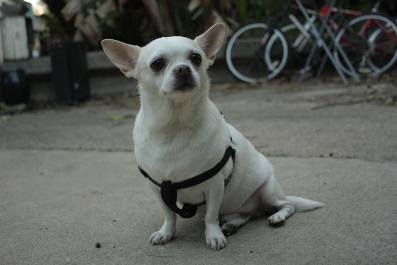 Как выглядят белые чихуахуа?