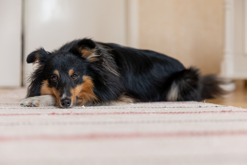 Пироплазмоз у собаки проявляется рвотой, лихорадкой
