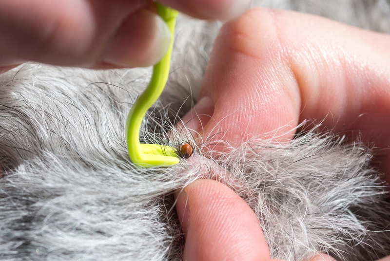 Клещи при укусе могут передавать коту болезни