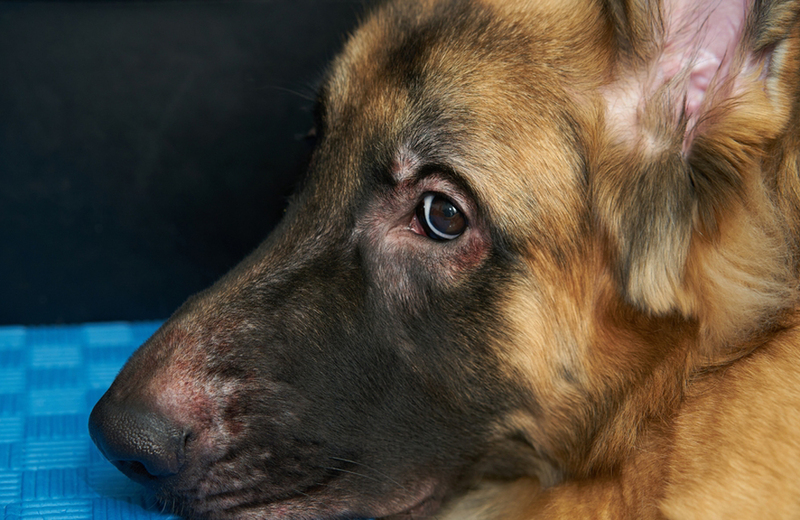 Демодекоз у собаки на морде