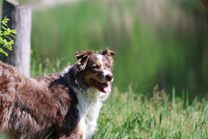 На продолжительность жизни австралийской овчарки, влияет множество факторов