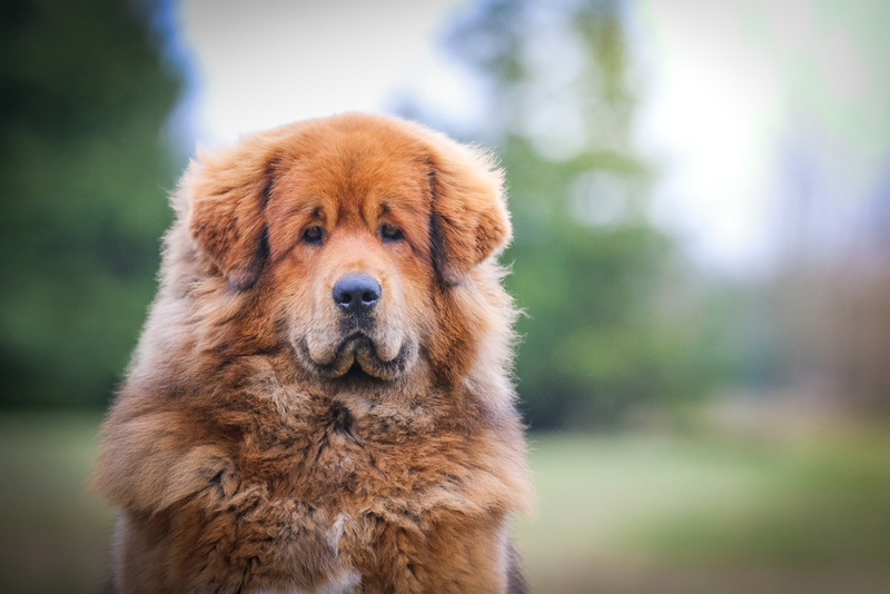 Порода тибетский мастиф