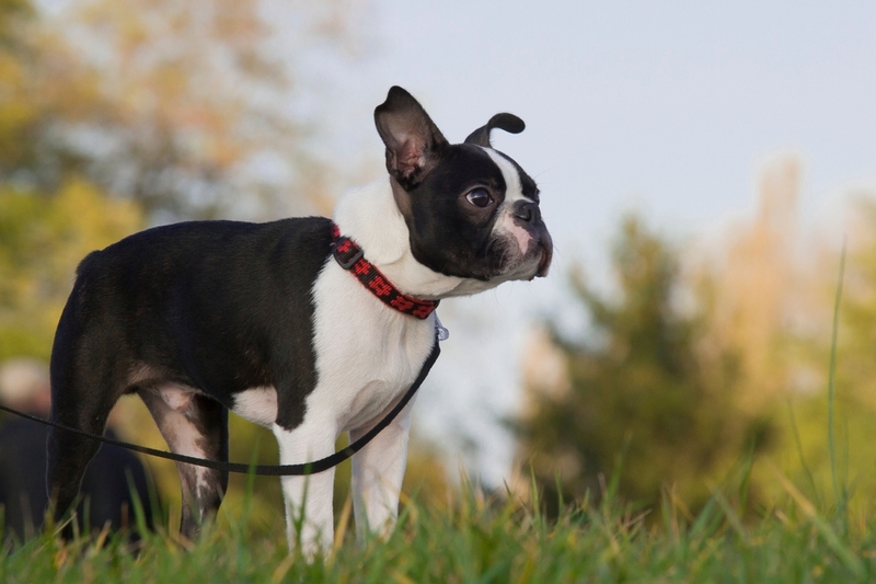 И французский бульдог, и бостон терьер относятся к одной группе пород