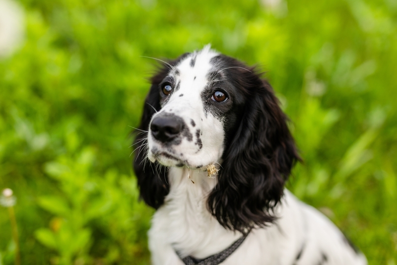 Рацион влияет на то, сколько весит русский спаниель