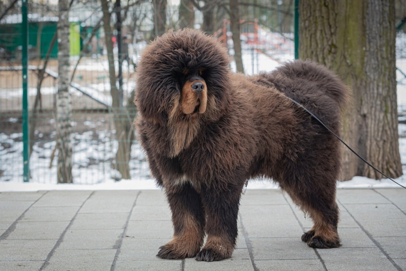 Взвешивание позволит определить, сколько весит тибетский мастиф