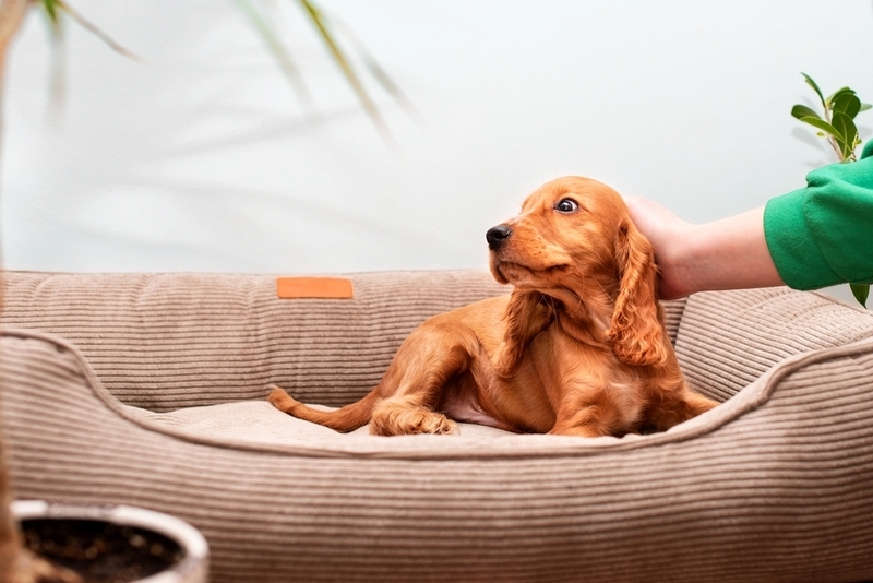 Покажите владельцам квартиры характеристики на вашего питомца