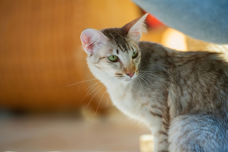 Вес и рост ориентальной кошки прекращают увеличиваться в 1,5 года