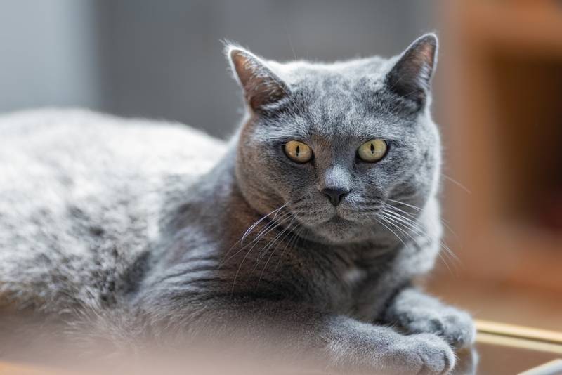 Сколько живут британские кошки и коты в домашних условиях:  продолжительность жизни британцев