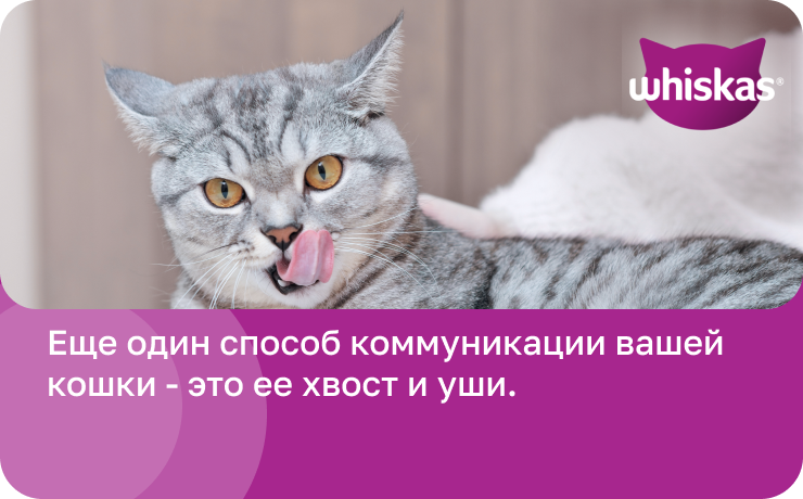 еще один способ общения кошки с вами - хвост и уши