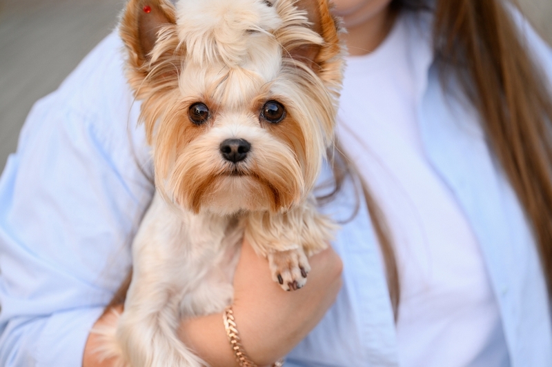 Владельцу важно знать, сколько длится течка у йорка