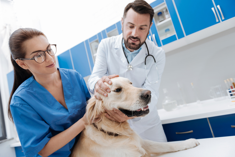 Иногда собаке с гидроцефалией необходима операция