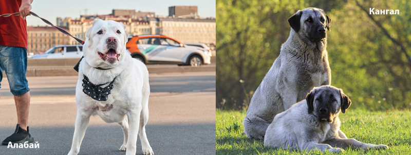 Есть ли отличие в окрасе у алабая и кангала?