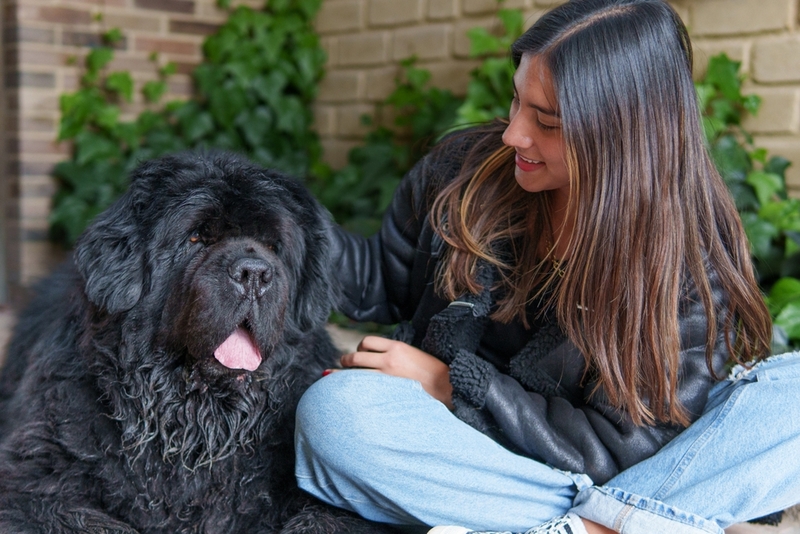 Пол влияет на то, сколько весит ньюфаундленд