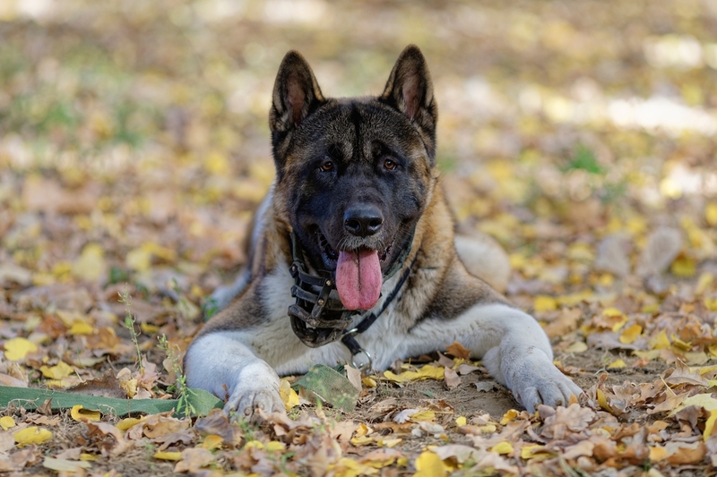 Питание влияет на продолжительность жизни американской акиты