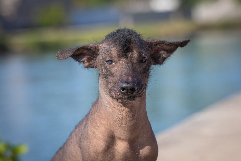 Владельцу важно знать, сколько живут ксолоитцкуинтли