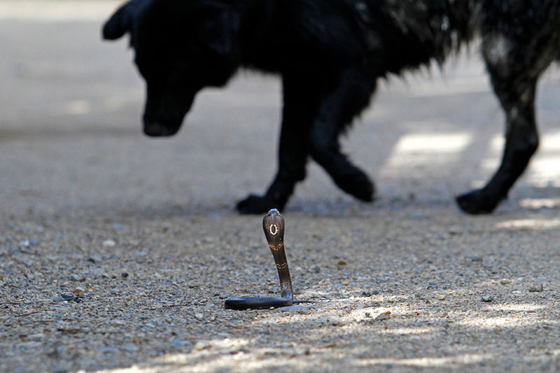 опасность укуса змеи для собаки зависит от её размера и количества яда