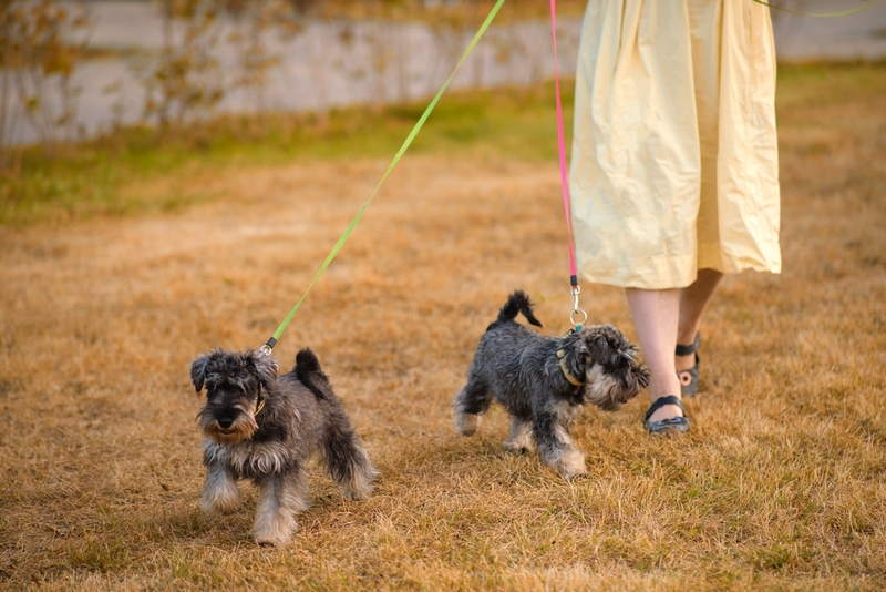 Собака может заразиться аденовирусом на прогулке