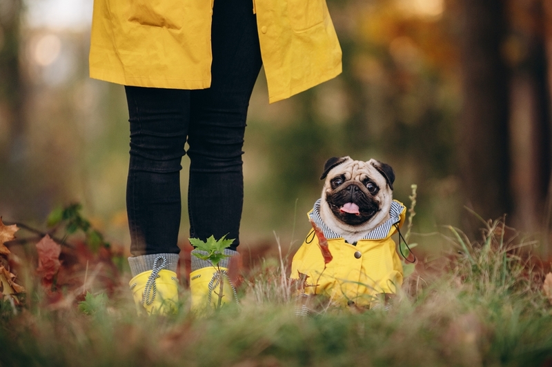 Какое имя выбрать для мальчика мопса?