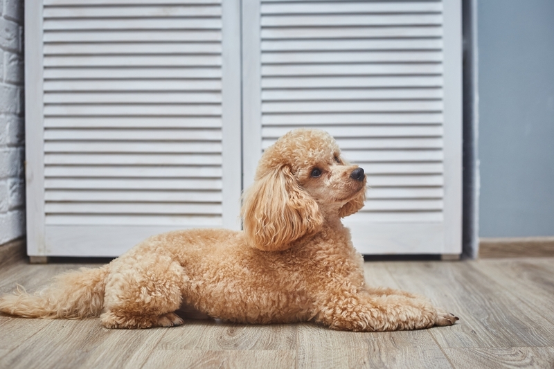 Из-за чего возникает аллергия на той-пуделя?