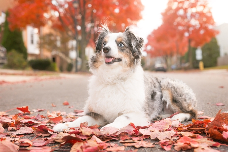 Американская собака мини-аусси