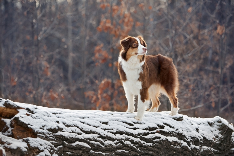 Австралийской овчарке лучше проживать в доме