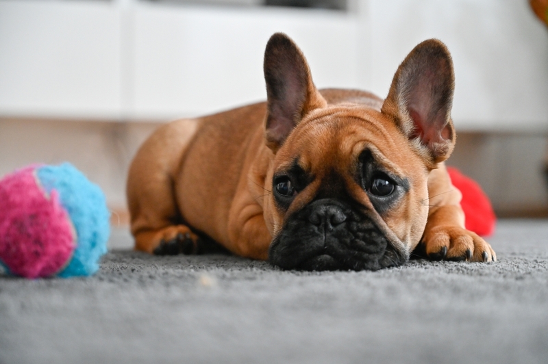 Симптомом болезни Аддисона у собак может быть дрожь