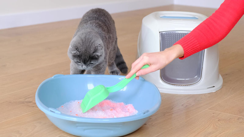 кот возле лотка с силикагелевым наполниетелем