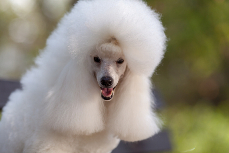 Сколько длится беременность у пуделя?