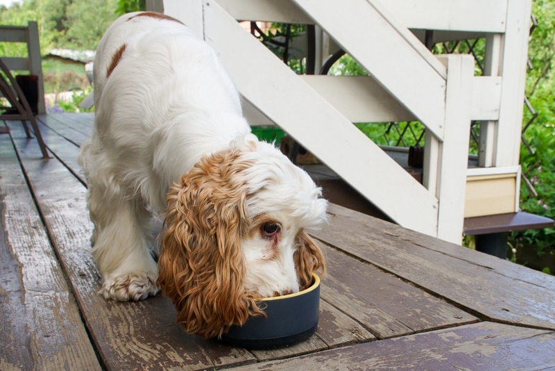 Если у собаки чувствительное пищеварение, давать киви не стоит