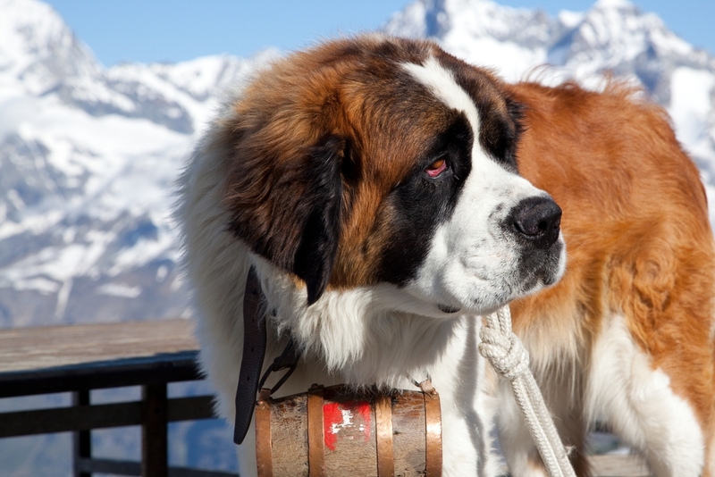 Сенбернар – молоссоид