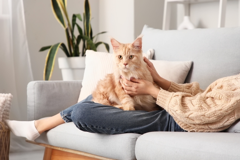 Сколько по времени длится беременность у мейн-куна?