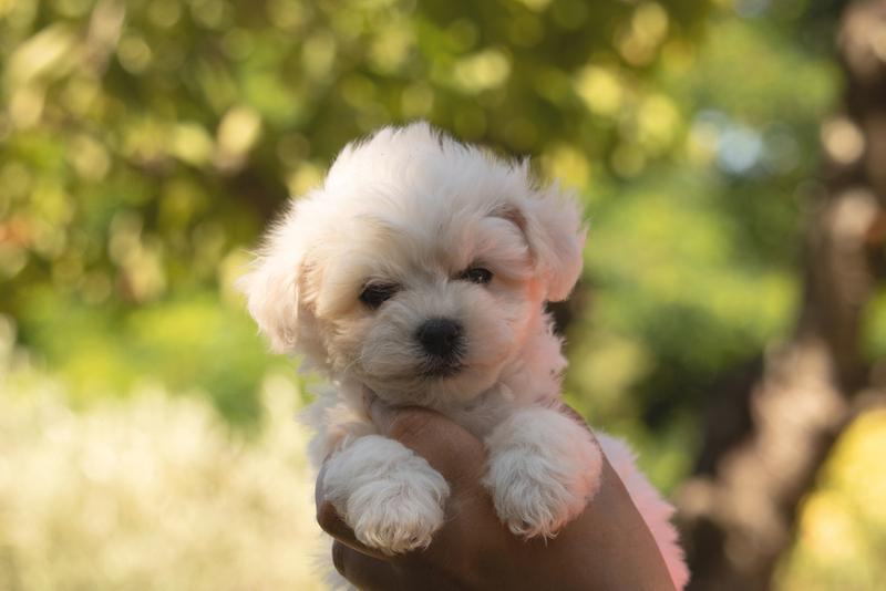 Ожирение влияет на то, сколько проживет бишон фризе