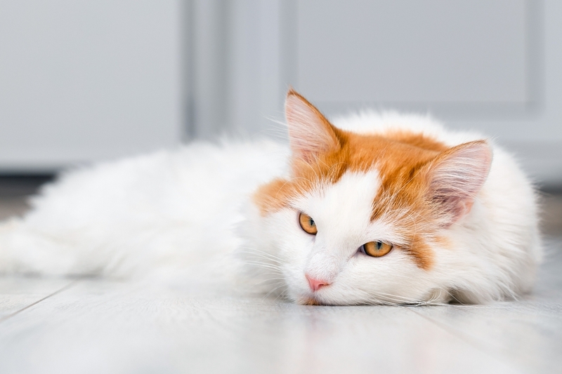 Кошка с пониженным иммунитетом может заразиться криптококкозом