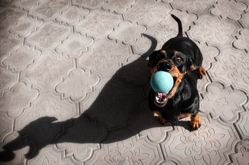 Отсутствие воспитания может способствовать злому поведению у такс