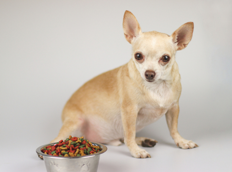 Собака, которая болеет, может отказываться от пищи