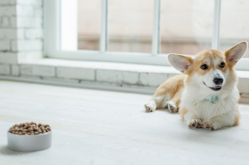 Калорий в порции корма для собаки не может быть больше нормы